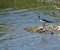 Black-Necked Stilt