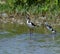 Black-Necked Stilt