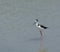 Black-Necked Stilt