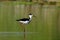 Black-necked Stilt bird