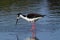 Black-necked Stilt bird