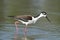 Black-necked Stilt bird