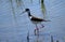 Black-necked Stilt bird