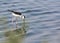 Black necked Stilt Bird Wading in Water