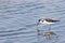 Black Necked Stilt Bird Wading in Water