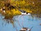 Black necked stilt bird wading in the water searching for food