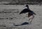 A black-necked stilt dances on the shore in the fading light