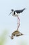 Black-necked Stilt - Everglades National Park