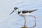 Black-necked Stilt - Everglades National Park