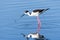 Black-necked Stilt feeding in the shallow wetlands of Merced National Wildlife Refuge, Central California