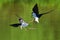 Black Necked Stilt fight