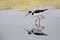 Black-necked Stilt foraging in a California pond