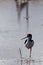 Black-Necked Stilt (Himantopus mexicanus)