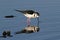 Black-necked Stilt (Himantopus mexicanus)