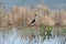 Black-Necked Stilt Himantopus mexicanus 2