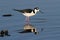 Black-necked Stilt (Himantopus mexicanus)