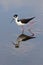 Black-necked Stilt (Himantopus mexicanus)