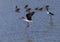 Black-necked stilt, Himantopus mexicanus