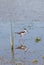 Black-necked stilt, Himantopus mexicanus