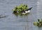 Black-necked Stilt Himantopus mexicanus foraging on edge of Lake Chapala