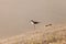 Black-necked stilt, Himantopus mexicanus, shore bird