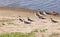 Black-necked stilt, Himantopus mexicanus, shore birds