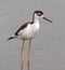 Black-necked Stilt - juvenile