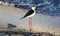 Black necked stilt long legs bird in south France coastal avian flying and fishing in the ocean.