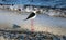 Black necked stilt long legs bird in south France coastal avian flying and fishing in the ocean.