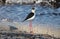 Black necked stilt long legs bird in south France coastal avian flying and fishing in the ocean.