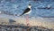 Black necked stilt long legs bird in south France coastal avian flying and fishing in the ocean.