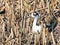 Black-necked Stilt on nest