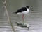 Black-necked Stilt in a Pond