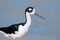 Black-necked Stilt Potrait, standing in a Marsh. Oregon, USA