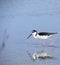 Black necked stilt, shore bird.