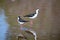 Black necked stilt, shore bird in the Galapagos.