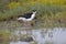 Black-necked Stilt wading in a shallow California pond