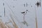 Black Necked Stilt in a Wetland Pond