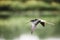 Black-necked Stilts In Flight