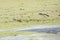 Black necked stilts flying over a swamp in Christmas, Florida.