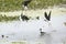 Black necked stilts flying over a swamp in Christmas, Florida.