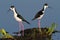 Black-necked Stilts (Himantopus mexicanus)