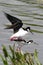 Black-necked Stilts (Himantopus mexicanus)