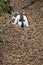 Black necked stork