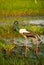 Black-necked Stork