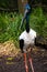 Black necked stork in the aviary at Melbourne Zoo, close up