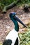 Black necked stork in the aviary at Melbourne Zoo, close up