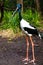 Black necked stork in the aviary at Melbourne Zoo, close up