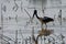 Black Necked Stork Caught A Fish