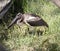 This is a black necked stork chick